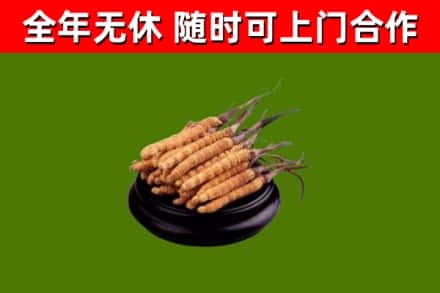 海林市烟酒回收冬虫夏草.jpg